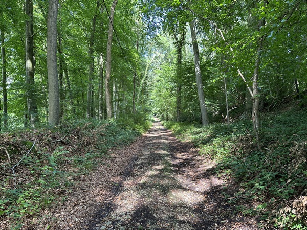 Nous traversons le bois du Château. Le château en question est le château des Etangs (château de Beaunay XVIe -> XVIIIe), lui aussi invisible, dans le vallon sur notre gauche.
