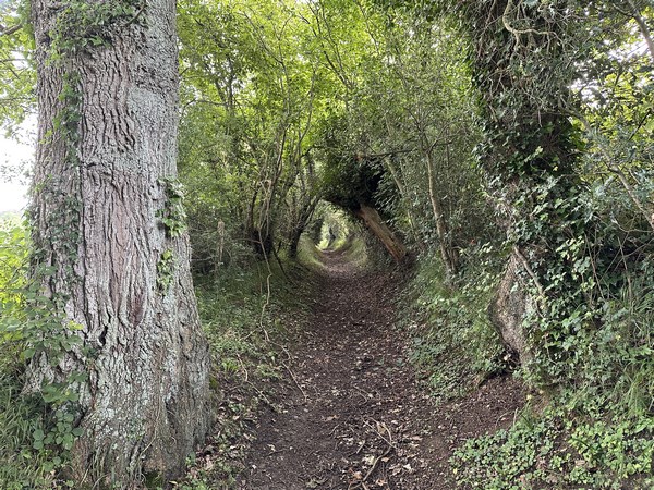 Nous montons maintenant le chemin de la Cour Callard au Champ Carré.&nbsp;