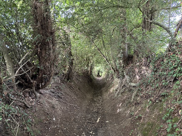 En Pays d'Auge, nous marchons aussi sur de tels profonds chemins creux. Ce sont de vraies rivières en période humide.