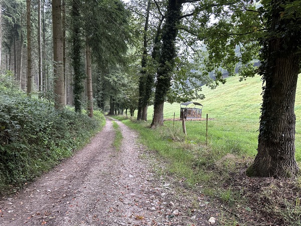 Nous descendons ce beau chemin, entre bois et prairie.