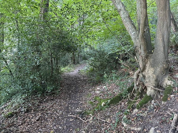 Nous montons vers le Bois du Breuil.