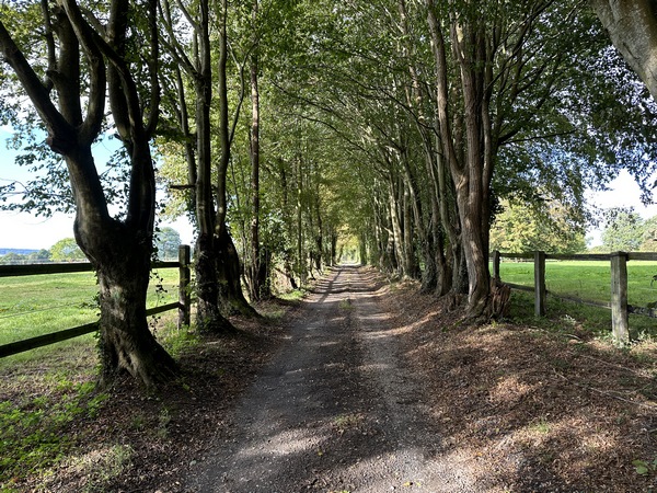 Chemin du Herpin, non loin du haras de St-Martin-du-Chêne.