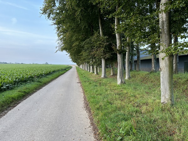Je suis sur la route de Boucourt, bordée ici d'une triple rangée de hêtres le long d'une ferme.
