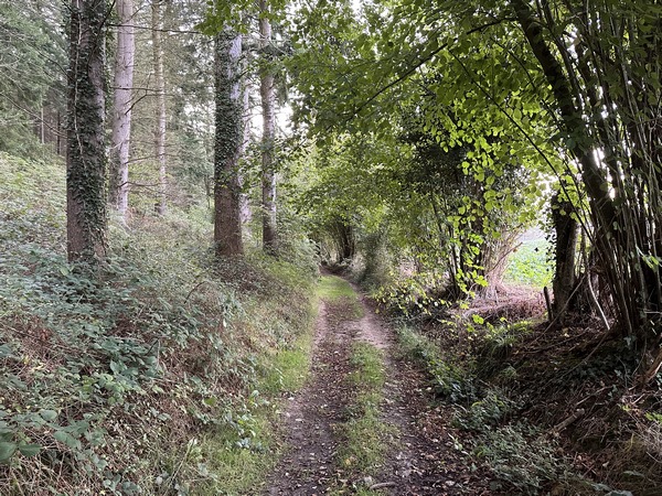 Nous avons rejoint le délicieux chemin du Chêne à la Vierge.