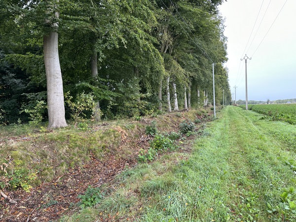 Nous longeons le parc à l'anglaise du château de Brumare, bordé d'une belle rangée de hêtres. Le château et son parc se visitent lors des journées du patrimoine, et il propose des chambres d'hôtes et un gîte.