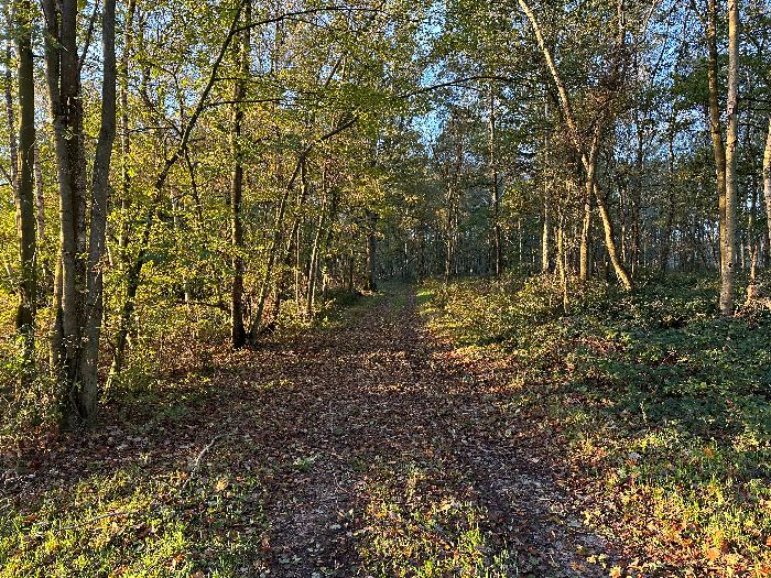 Nous traversons le bois du coteau sur les délicieux chemins suivis par le GR224.