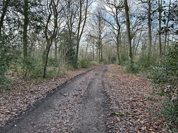 Nous suivons le chemin de la Houssaye pour entrer dans le bois de la Vallée des Quatre Chênes. C'est le bois qui couvre les coteaux de l'un des nombreux dours de cette région.