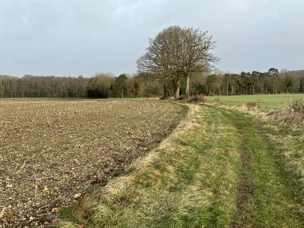 Nous marchons maintenant vers le bois de la Vallée Legras.