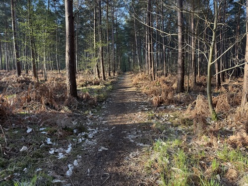 A la première occasion, je bifurque sur ce charmant chemin dans la pinède.