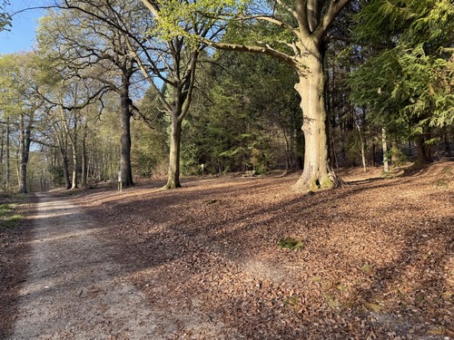 J'arrive devant la hêtraie du Petit Saint Ouen. Ce nom désigne une petite statue accrochée à l'un des hêtres. La statue se trouve désormais à Léry. C'est ici que le saint aurait fait une halte, et béni l'eau d'une mare. Lieu de culte depuis le VIIe siècle, Ce lieu devrait disparaître sous le contournement de Rouen...
