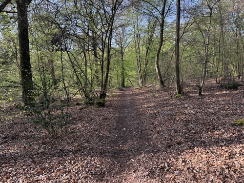 Je descends vers les Vauloines pour découvrir le Chêne du Val Noël