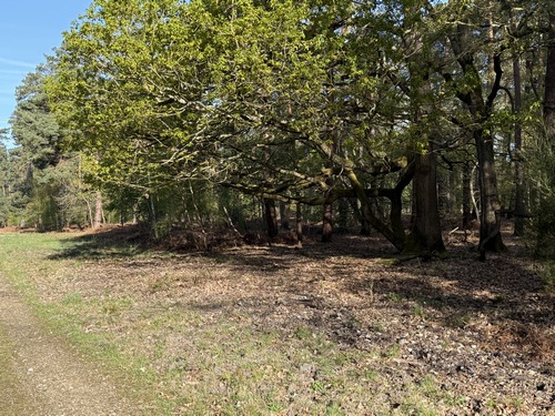 Certains arbres ne sont pas classés comme arbres remarquables, mais méritent quand même notre regard. La forme torturée de ce rejeton montre son combat pour la lumière.