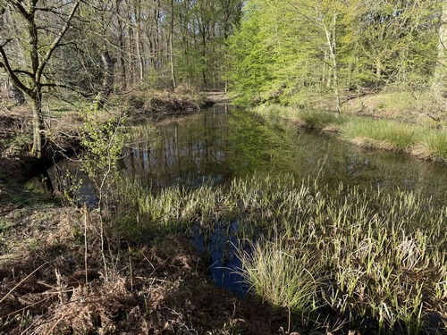 Voici la mare Cajoleuse, l'une des cinquantaines de mares recensées dans cette forêt domaniale.