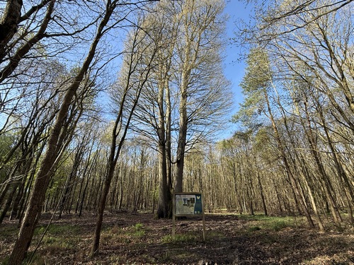 Me voici arrivé devant les Quatres Frères. Quatre tiges de chêne sessile partagent la même base, et forment une cuvette qui se remplit d'eau lorsqu'il pleut. Les photos verticales sont dans l'album de la rando.
