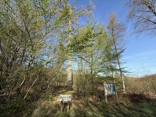 J'arrive maintenant au pied de l'impressionnant Hêtre Tabouël. Cet arbre majestueux domine la forêt depuis ses 40 mètres de hauteur. Il aurait plus de 220 ans. Il est l'un des plus beaux représentants des plantations de hétraies du XIXe siècle en Normandie.