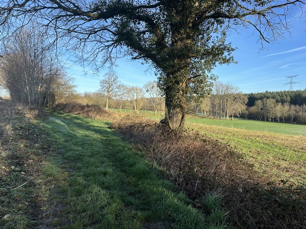 Le chemin domine une plaine bocagère, avec, en fond, la forêt de Mauny.&nbsp;