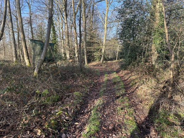 Nous descendons dans le bois de la Fromagerie pour rejoindre le chemin des Longues Vallées.