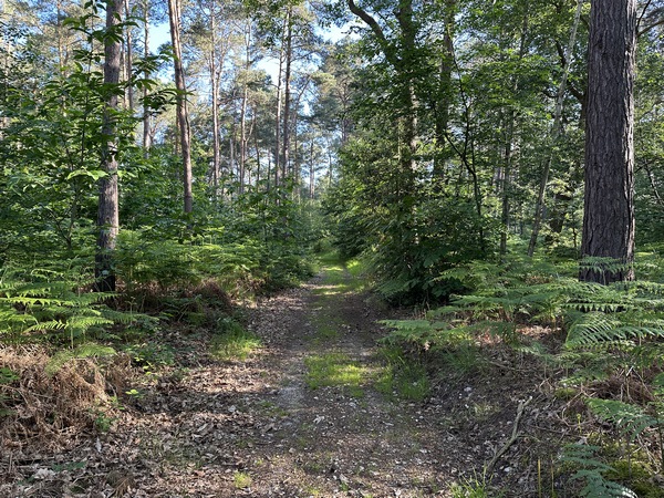 Après la Courellerie, j'entre dans le bois des Marettes où quelques chênes et châtaigniers trouvent la lumière entre les pins.