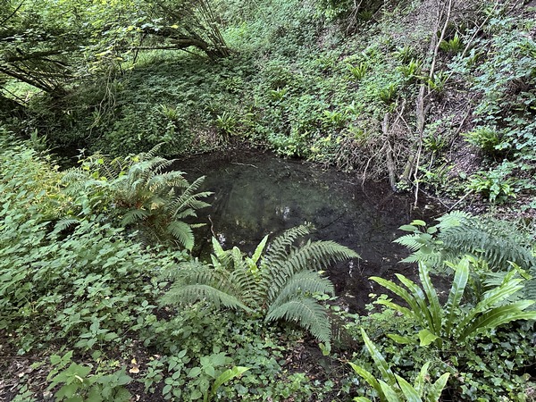Le circuit n'intègre plus l'aller-retour jusqu'à la Fontaine des Sarrazins. Et pour cause : le chemin d'accès est à l'abandon dans sa dernière partie, et de l'ancien lavoir il ne reste plus que cette petite mare. J'ai fait l'aller-retour, mais ça n'a plus beaucoup d'intérêt.