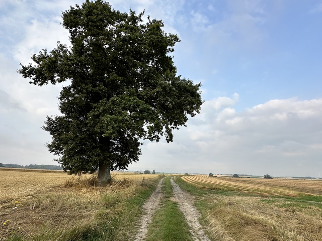 Voici, le Chêne. Cet arbre est&nbsp; suffisamment remarquable pour être noté sur la carte IGN ! Il est surtout remarquable par contraste avec son décor de plaine arrasée.