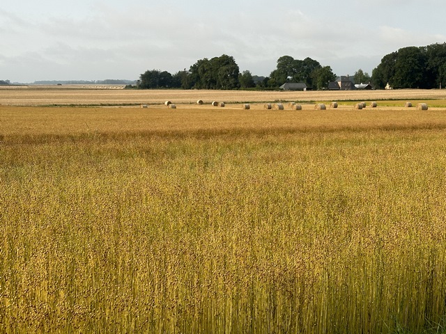 Nous approchons de Crasville-la-Roquefort (sur la D108), dans cette plaine recouverte de lin. A voir fin juin, debut Juillet, quand le lin est en fleur !