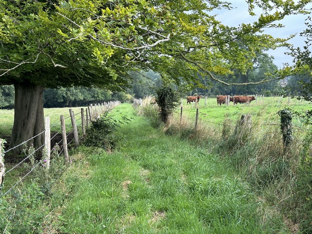 Le chemin qui relie Fontaine-le-Dun à&nbsp; St-Pierre-le-Viger n'est pas encore visible sur les cartes, mais il est bien là, et est plutôt agréable comme on le voit !