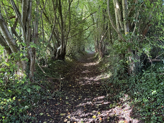Encore un chemin délicieux, qui profite des bois du coteau.