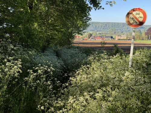 Nous quittons le chemin des Fougères. Qui dit chemin officiel ne dit pas forcément chemin entretenu... Pas d'inquiétude, ce ne sont que des fleurs de cerfeuil doré, le passage n'est pas difficile.