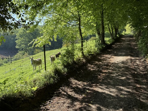 Le chemin va suivre maintenant la lisière du bois d'Iclon.