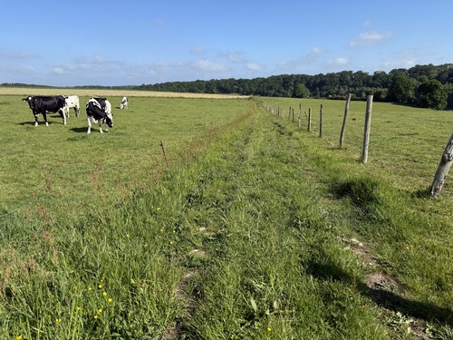 Toujours sur GR211b, je marche en direction des bois