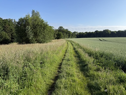 Nous marchons vers les bois du coteau pour descendre vers l'Aubette.