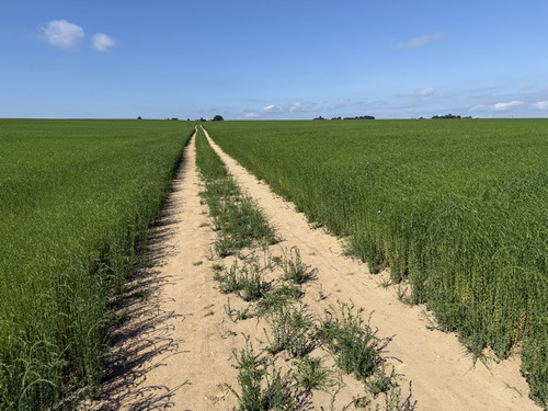 A proximité du bourg de Franqueville, retrouvons l'immense champ de lin que nous avions déjà traversé au départ.