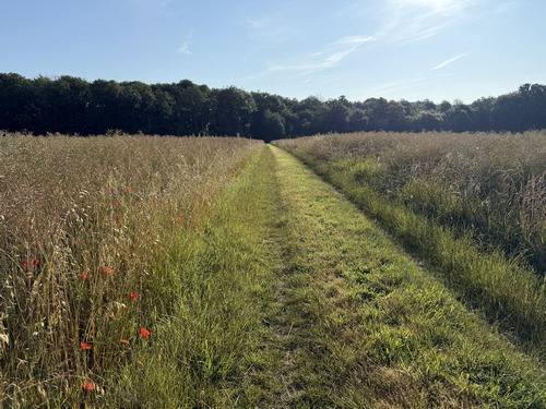 Après le Haut-Boisset, nous traversons la plaine de la Carrière en direction d'un bois au nom que l'on croirait extrait d'un roman de Flaubert, le bois Souchet et Gauvert.