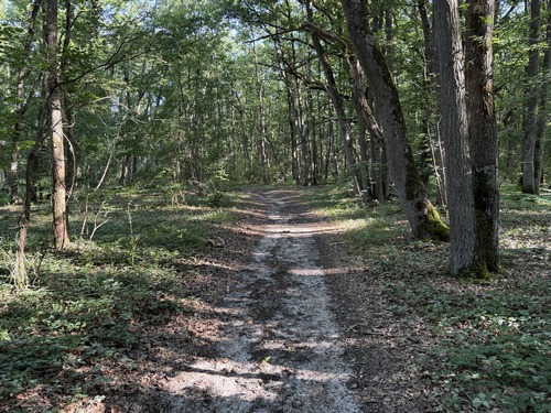 Montée dans le Bois du Moulin en direction du Plessis-Hébert.