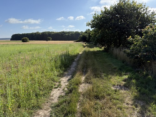 Nous marchons dans la plaine des Gros Bos, droit vers le bois Saillot que l'on voit en face.