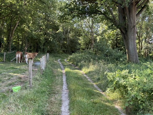 Dans le bois des Communaux, nous suivons la promenade aménagée pour rejoindre la C34.