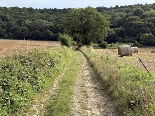 Après le Petit-Chesnay, nous marchons en direction de la belle forêt de Beaumont.