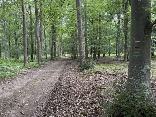 Dans la forêt de Beaumont, nous rejoignons le GR224 qui va nous guider jusqu'à Fontaine l'Abbé.