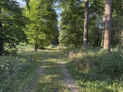 Nous nous enfonçons dans la forêt domaniale d'Eawy par le chemin des Ravins. Les ravins en question sont seulement les fossés de ruissèlement en fond de vallon.&nbsp;&nbsp;