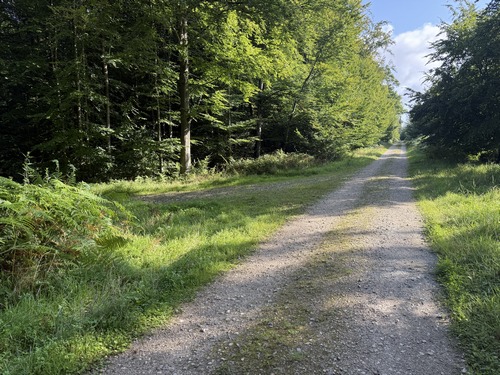Nous suivons la voie forestière du Châtelet, et allons la quitter ici à gauche pour suivre la voie forestière de la Loge.