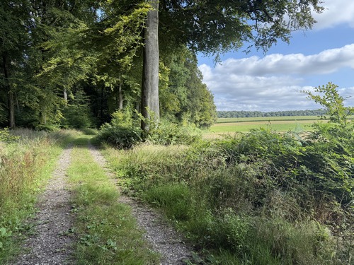 La voie forestière Cotta est, elle aussi, un large chemin renforcé, qui longe la lisière.