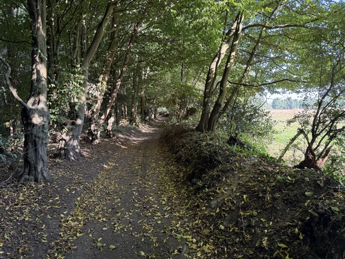 Le chemin du Bois de la Vigne avance en lisière entre le bois hyponyme et le bocage de ND-des-Mares.