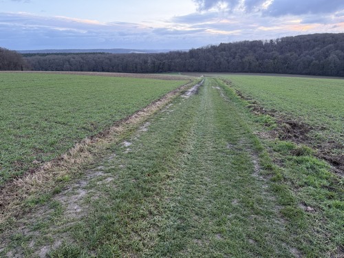 Nous traversons le Vau Coucou pour monter ensuite dans le bois vers Bosc.