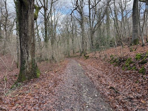 Nous descendons dans le bois de Carcouet.