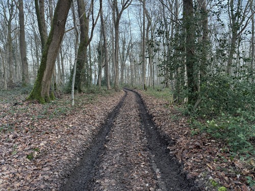 Le Chemin du Bois est un large et agréable chemin qui traverse le bois de Montagny du sud au nord.