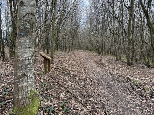 Je rejoins le chemin qui longe la chapelle et entre en forêt domaniale. Ce chemin est ponctué de panneaux créés par les écoliers de Lyons-la-Forêt concernant la forêt domaniale (voir l'album de la rando).