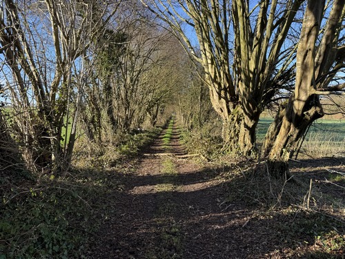 Chemin vers la ferme de Frévent bordé d'anciens arbres têtards.