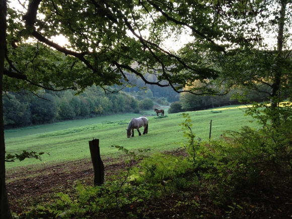 Vue de la randonnée Forêt d'Eawy et berges de la Varenne au départ de Bellencombre, 76