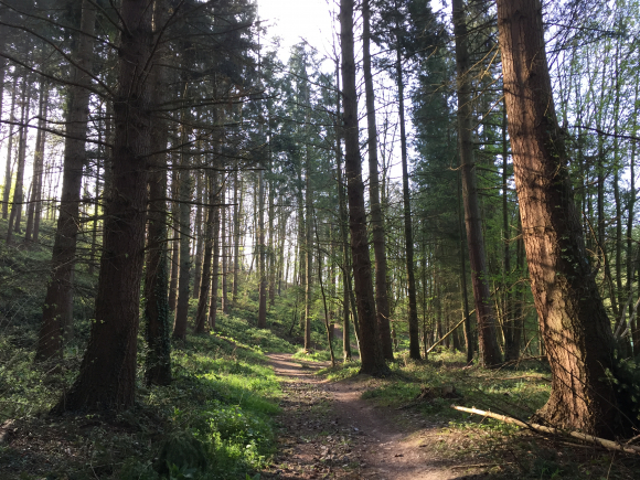 Vue de la randonnée Sur les traces de Voltaire au départ de Cideville, 76
