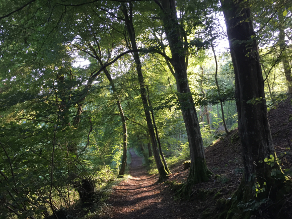 Vue de la randonnée Bois et vallées du Cailly et de la Clérette au départ de Bosc-Guérard-St-Adrien, 76